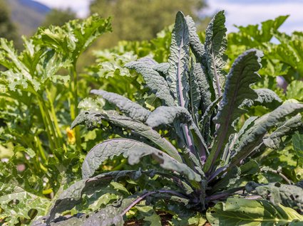 Nachhaltig – natürlich! Nachhaltig – natürlich!