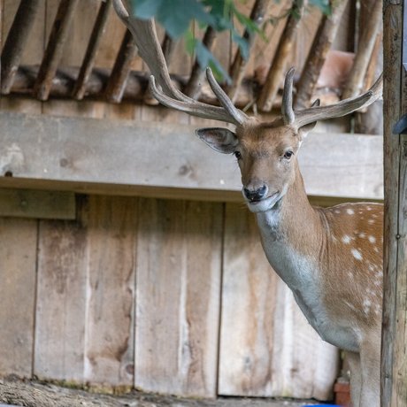 Summer in Zillertal with the whole family Summer in Zillertal with the whole family