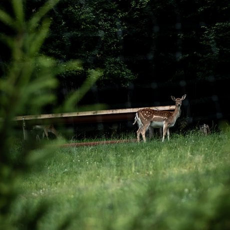Sommer im Zillertal für die ganze Familie Ein Reh steht auf einer grünen Wiese vor dunklem Wald