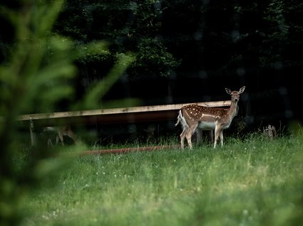 Accommodation in Zillertal with animal neighbours A deer standing on green grass with dark forest background