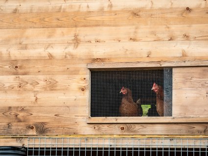 Nachhaltig – natürlich! Zwei Hühner hinter einem Drahtgitterfenster eines Holzstalls