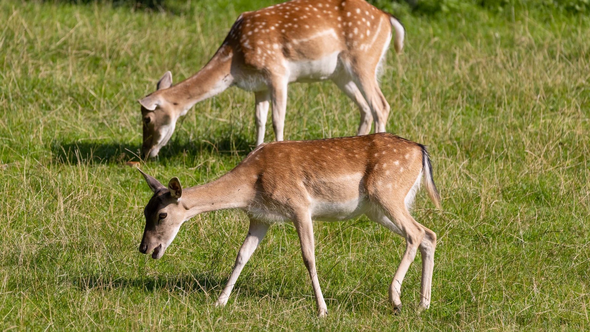 Accommodation in Zillertal with our animal inhabitants Accommodation in Zillertal with our animal inhabitants
