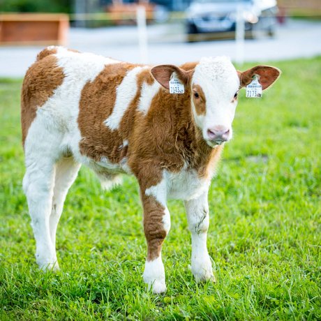 Summer in Zillertal with the whole family Summer in Zillertal with the whole family