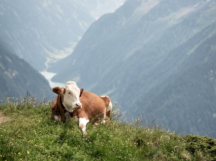 Appartements im Zillertal mit Herz Appartements im Zillertal mit Herz