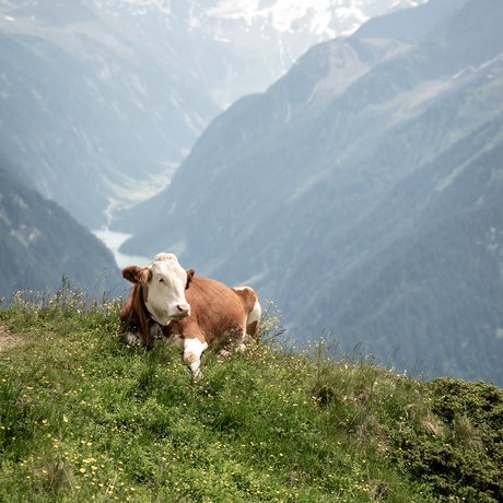 Sommer im Zillertal für die ganze Familie Kuh liegt auf grünem Bergwiese mit Alpen und Tal im Hintergrund