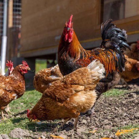 Summer in Zillertal with the whole family Summer in Zillertal with the whole family