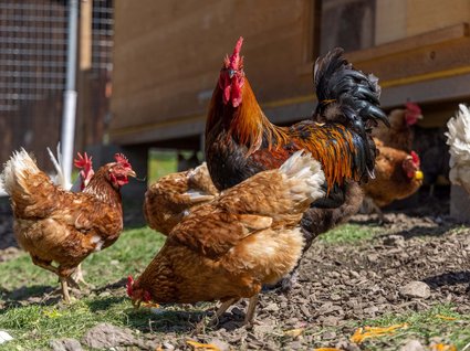 Nachhaltig – natürlich! Nachhaltig – natürlich!