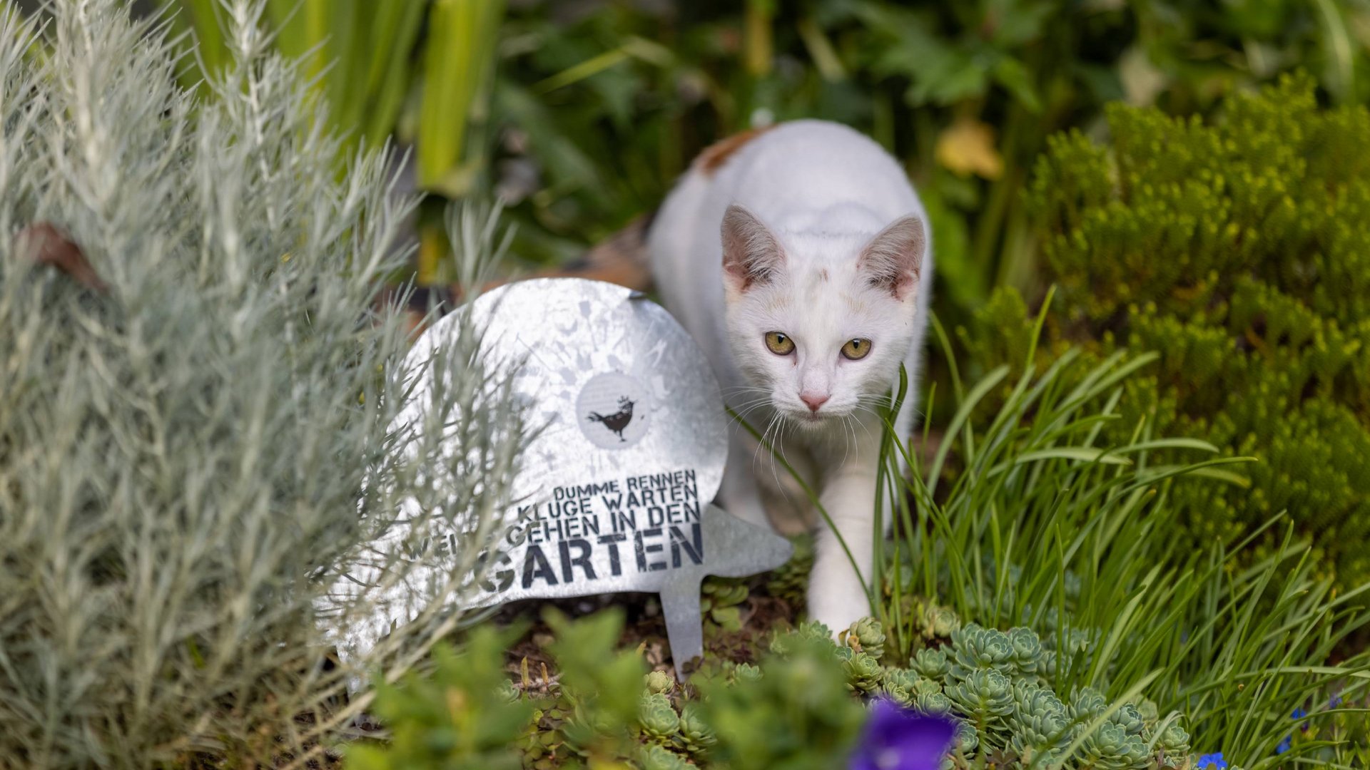 Unterkunft im Zillertal mit tierischen Bewohnern