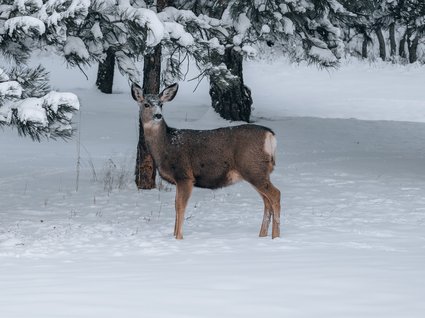 Dein Apartment im Zillertal in bester Lage Dein Apartment im Zillertal in bester Lage
