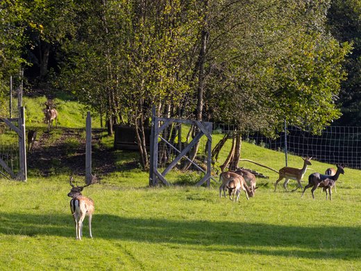 Unterkunft im Zillertal mit tierischen Bewohnern Unterkunft im Zillertal mit tierischen Bewohnern