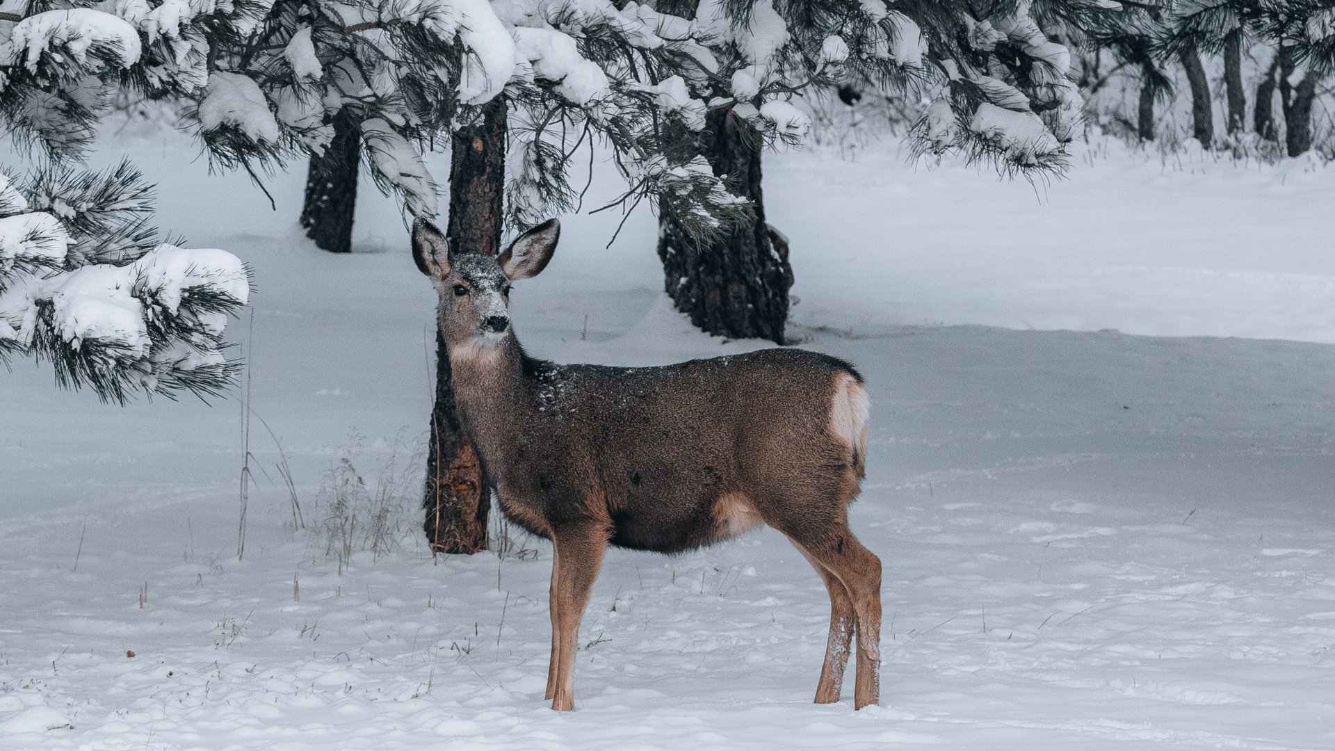 Accommodation in Zillertal with our animal inhabitants Accommodation in Zillertal with our animal inhabitants