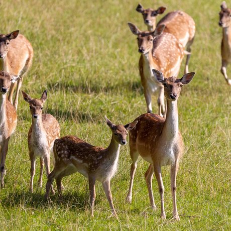 Summer in Zillertal with the whole family Summer in Zillertal with the whole family