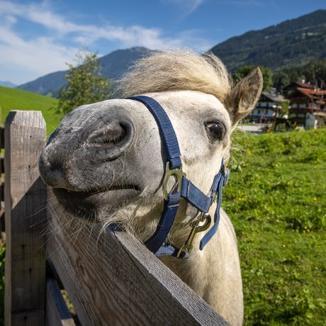 Summer in Zillertal with the whole family Summer in Zillertal with the whole family