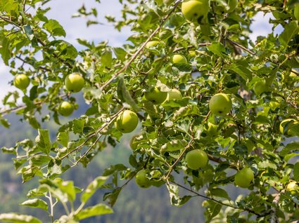 Nachhaltig – natürlich! Nachhaltig – natürlich!