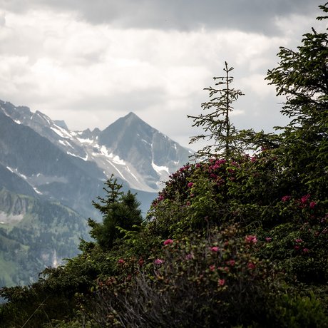 Sommer im Zillertal für die ganze Familie Berglandschaft mit Nadelbäumen und blühenden Sträuchern im Vordergrund