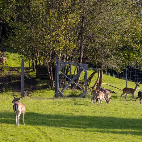 Summer in Zillertal with the whole family Summer in Zillertal with the whole family