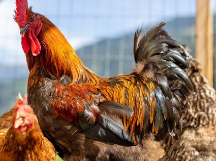 Accommodation in Zillertal with animal neighbours Colorful rooster with hens in a fenced yard