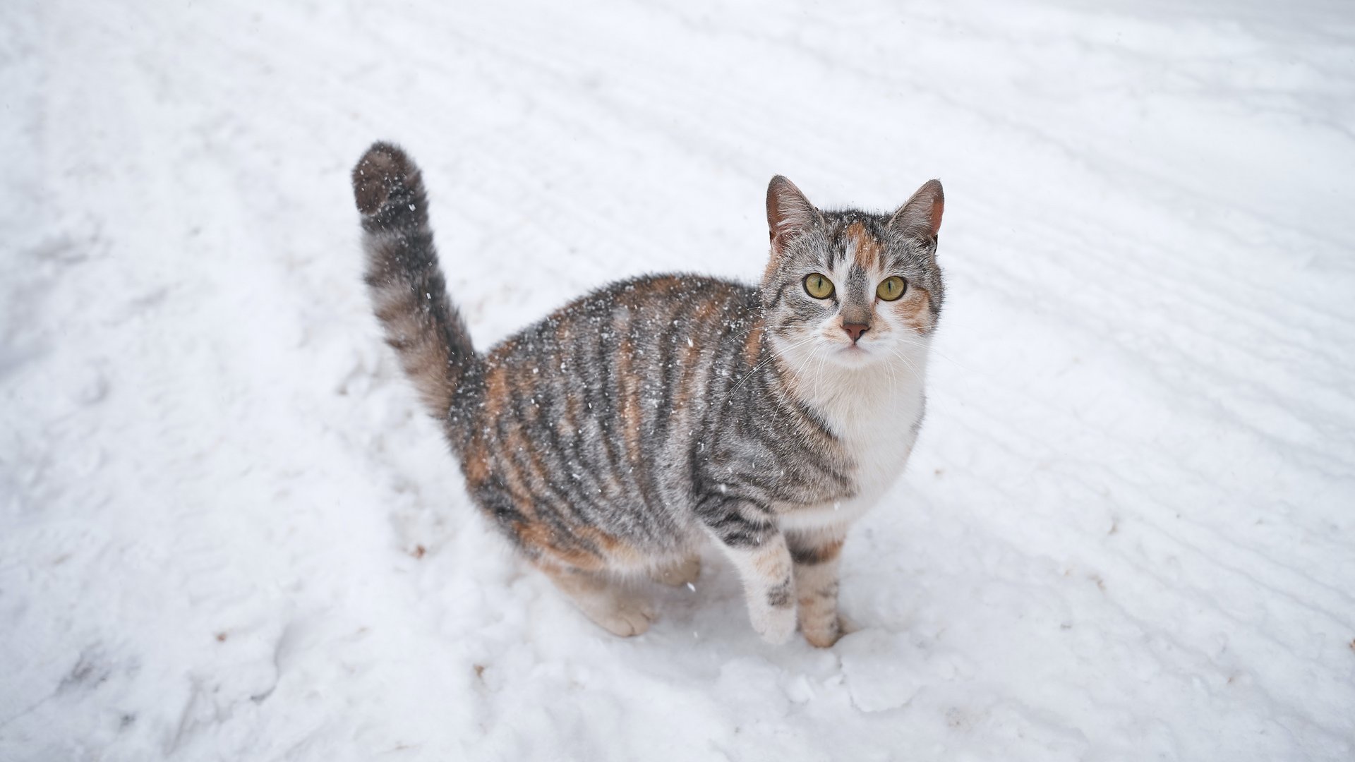 Accommodation in Zillertal with our animal inhabitants Accommodation in Zillertal with our animal inhabitants